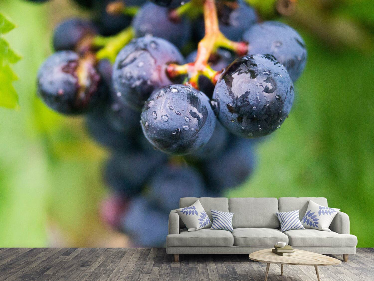 photo-wallpaper-grapes