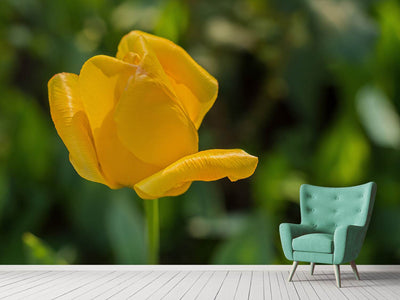 photo-wallpaper-yellow-tulip-xl