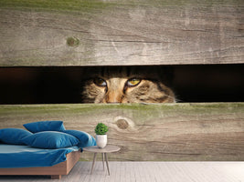 photo-wallpaper-cat-in-hiding