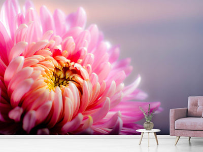 photo-wallpaper-macro-chrysanthemum