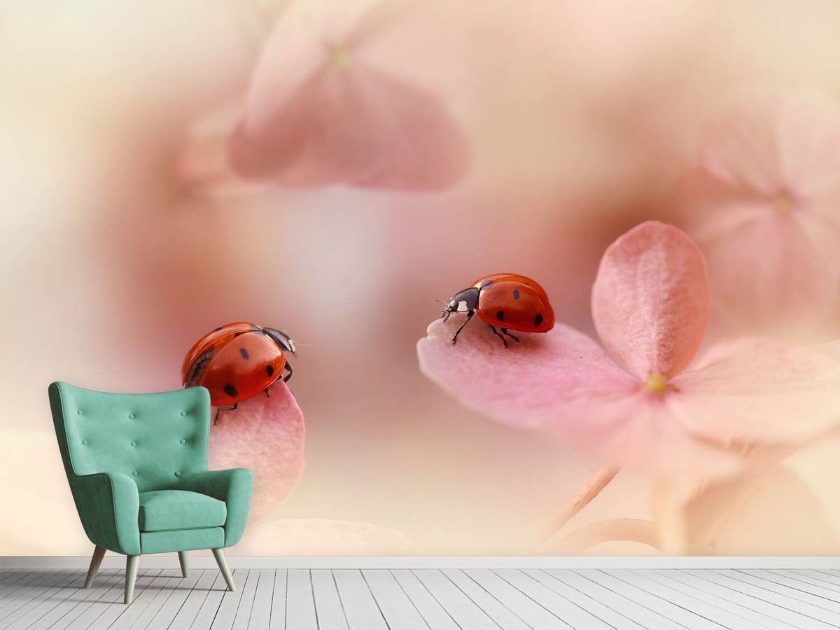 photo-wallpaper-ladybirds-on-pink-hydrangea