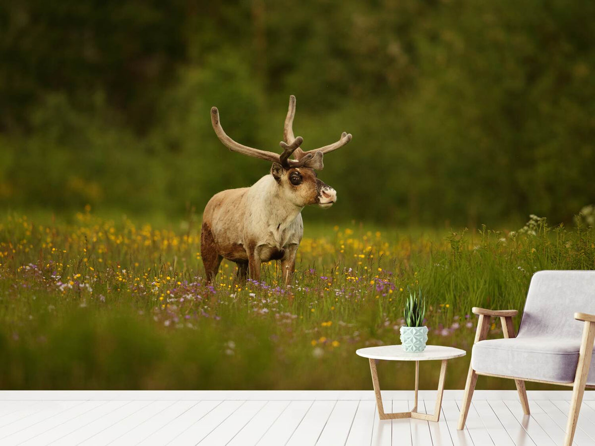 photo-wallpaper-caribou-in-grass-land-x