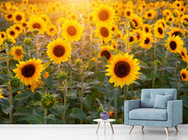 photo-wallpaper-sunflower-field