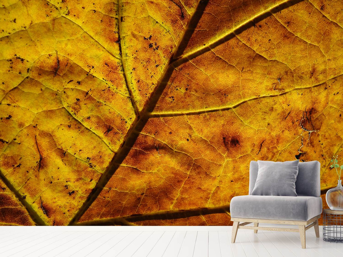 photo-wallpaper-the-autumn-leaf