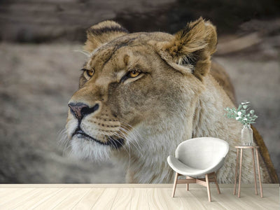 photo-wallpaper-head-of-a-lioness