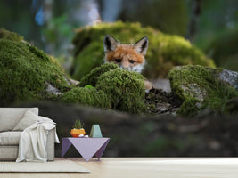 photo-wallpaper-curious-fox-x