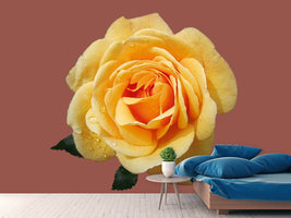 photo-wallpaper-rose-in-yellow-xxl