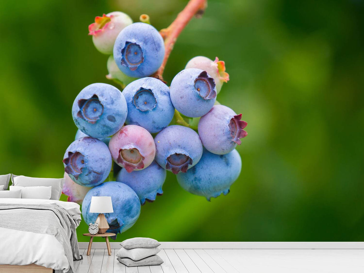 photo-wallpaper-blueberries-in-nature