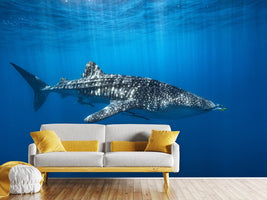 photo-wallpaper-whale-shark-in-the-blue-x