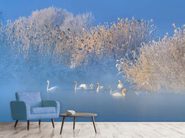 photo-wallpaper-blue-swan-lake