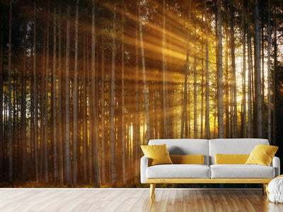 photo-wallpaper-trees-in-sunbeams