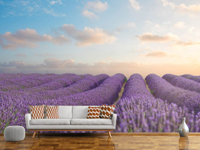 photo-wallpaper-the-blooming-lavender-field