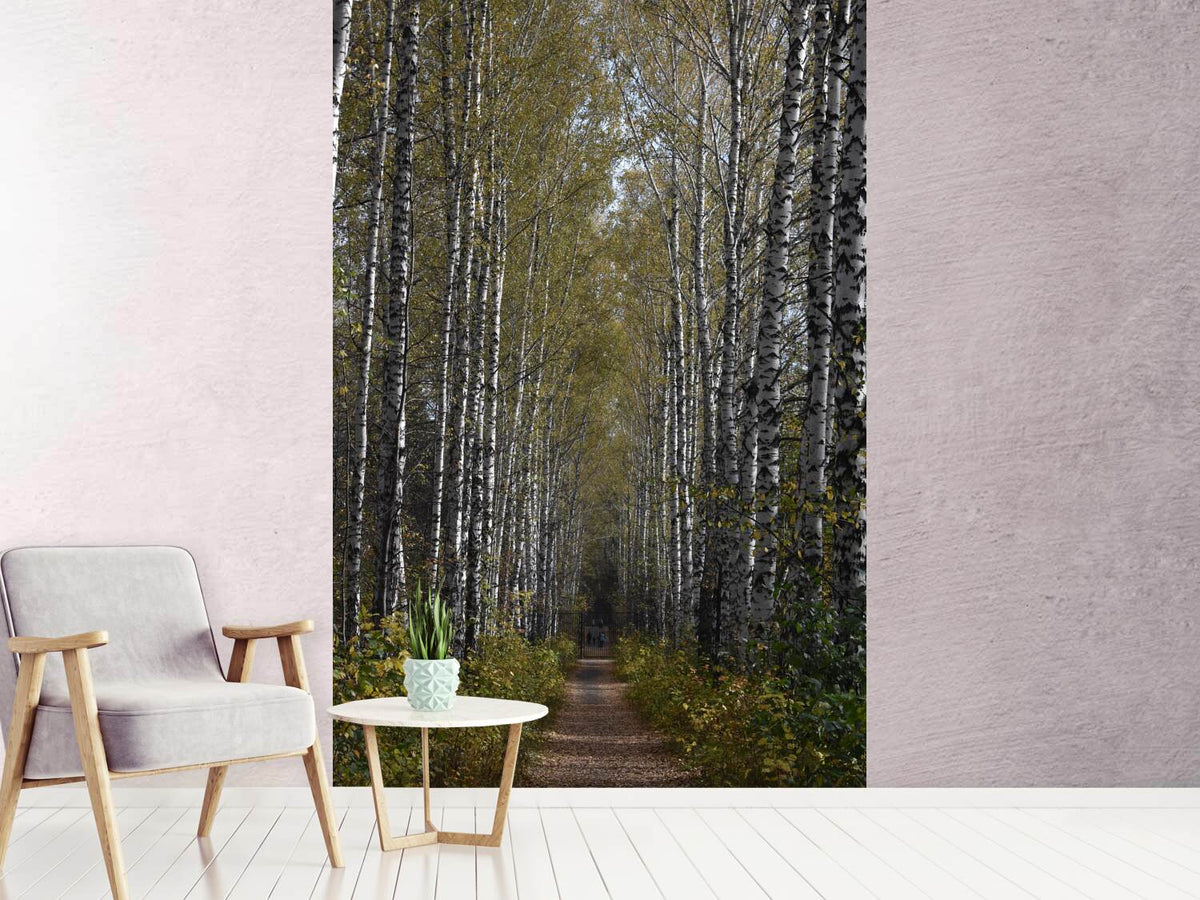 photo-wallpaper-birch-avenue