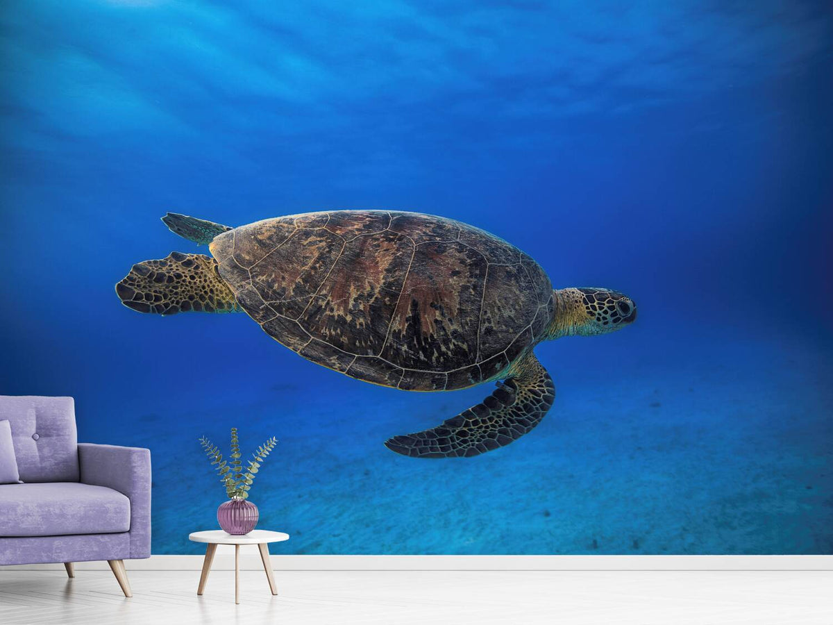 photo-wallpaper-green-turtle-in-the-blue