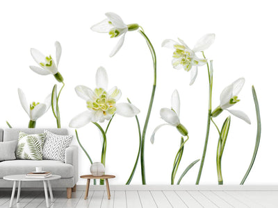 photo-wallpaper-spring-snowdrops