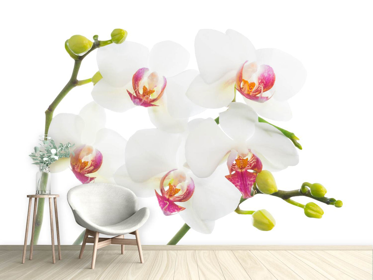 photo-wallpaper-orchids-love