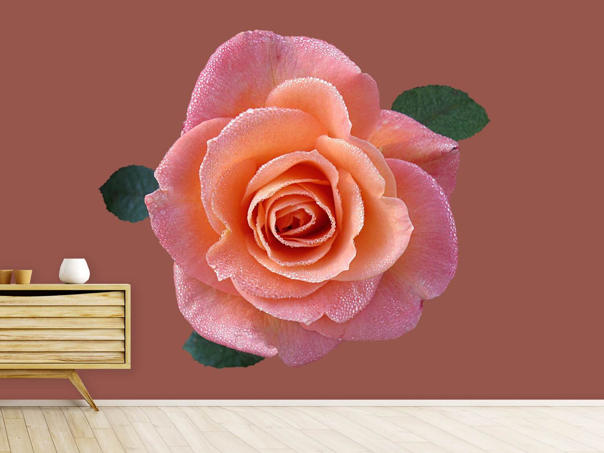 photo-wallpaper-rose-in-apricot-xxl