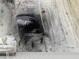 photo-wallpaper-the-eye-of-the-horse