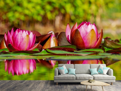 photo-wallpaper-red-water-lily-trio