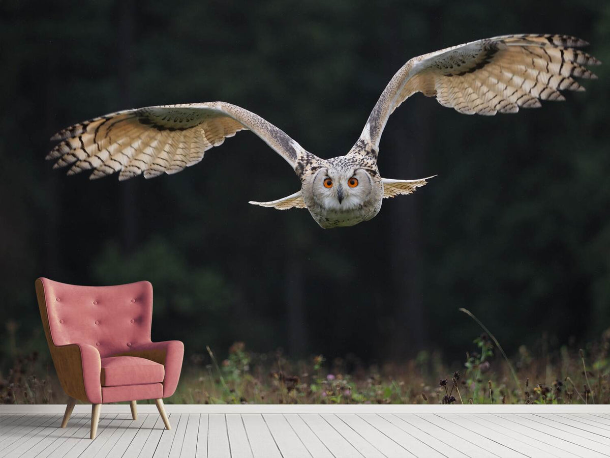 photo-wallpaper-the-owl