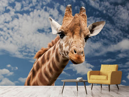 photo-wallpaper-attention-giraffe