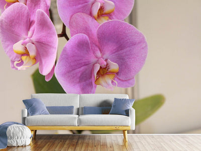 photo-wallpaper-orchids-with-purple-flowers-in-xl