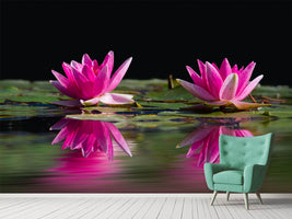 photo-wallpaper-water-lilies-duo-in-pink