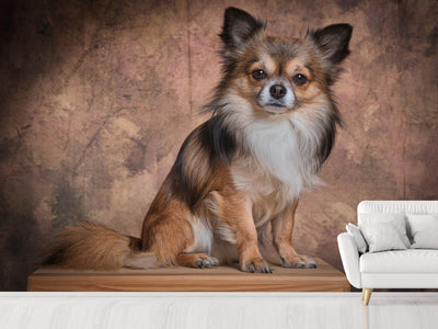 photo-wallpaper-chihuahua-portrait