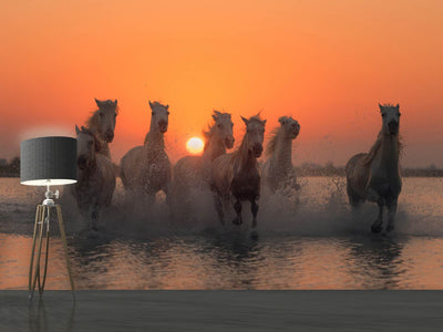 photo-wallpaper-sunset-in-camargue-x