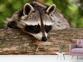 photo-wallpaper-the-cute-raccoon