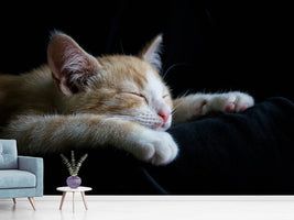 photo-wallpaper-lazy-cat