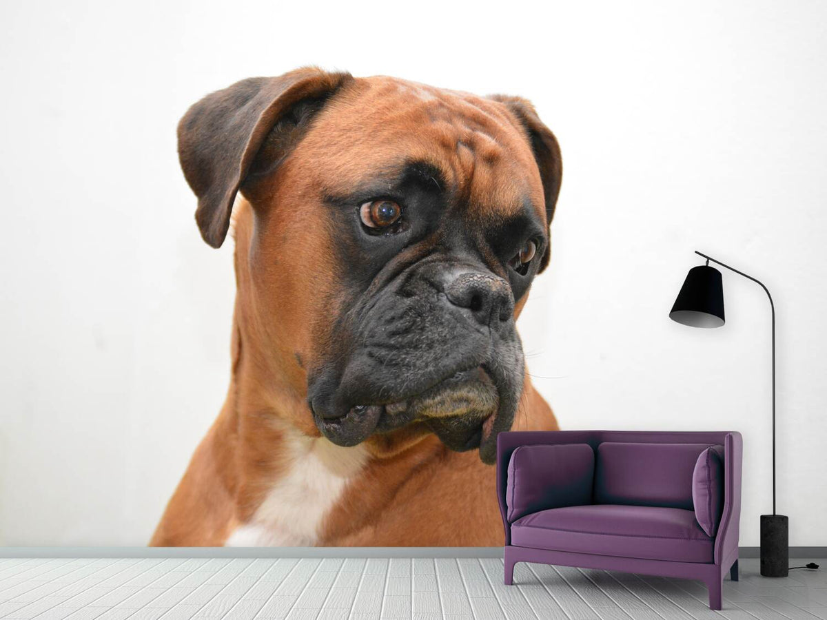 photo-wallpaper-typical-boxer