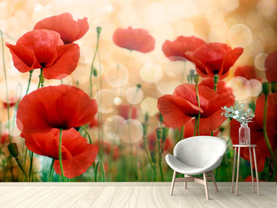 photo-wallpaper-the-poppy