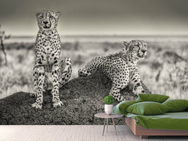 photo-wallpaper-two-cheetahs-watching-out