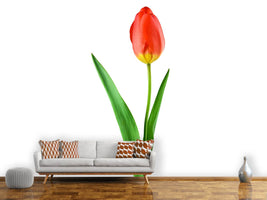 photo-wallpaper-the-proud-tulip