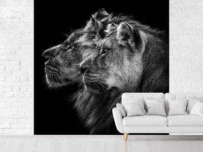 photo-wallpaper-lion-and-lioness-portrait