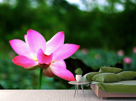 photo-wallpaper-lotus-in-nature