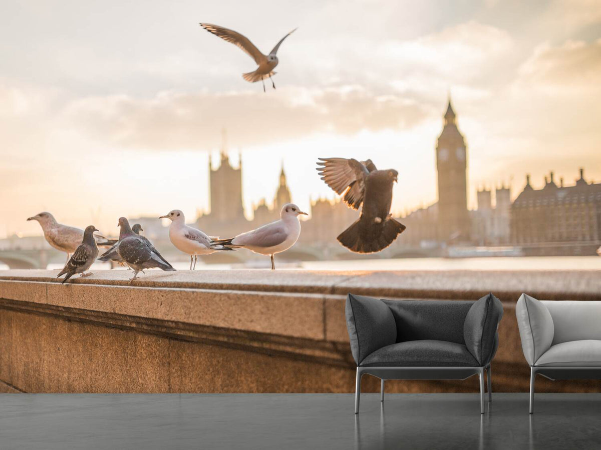 photo-wallpaper-the-pigeons-on-the-roof