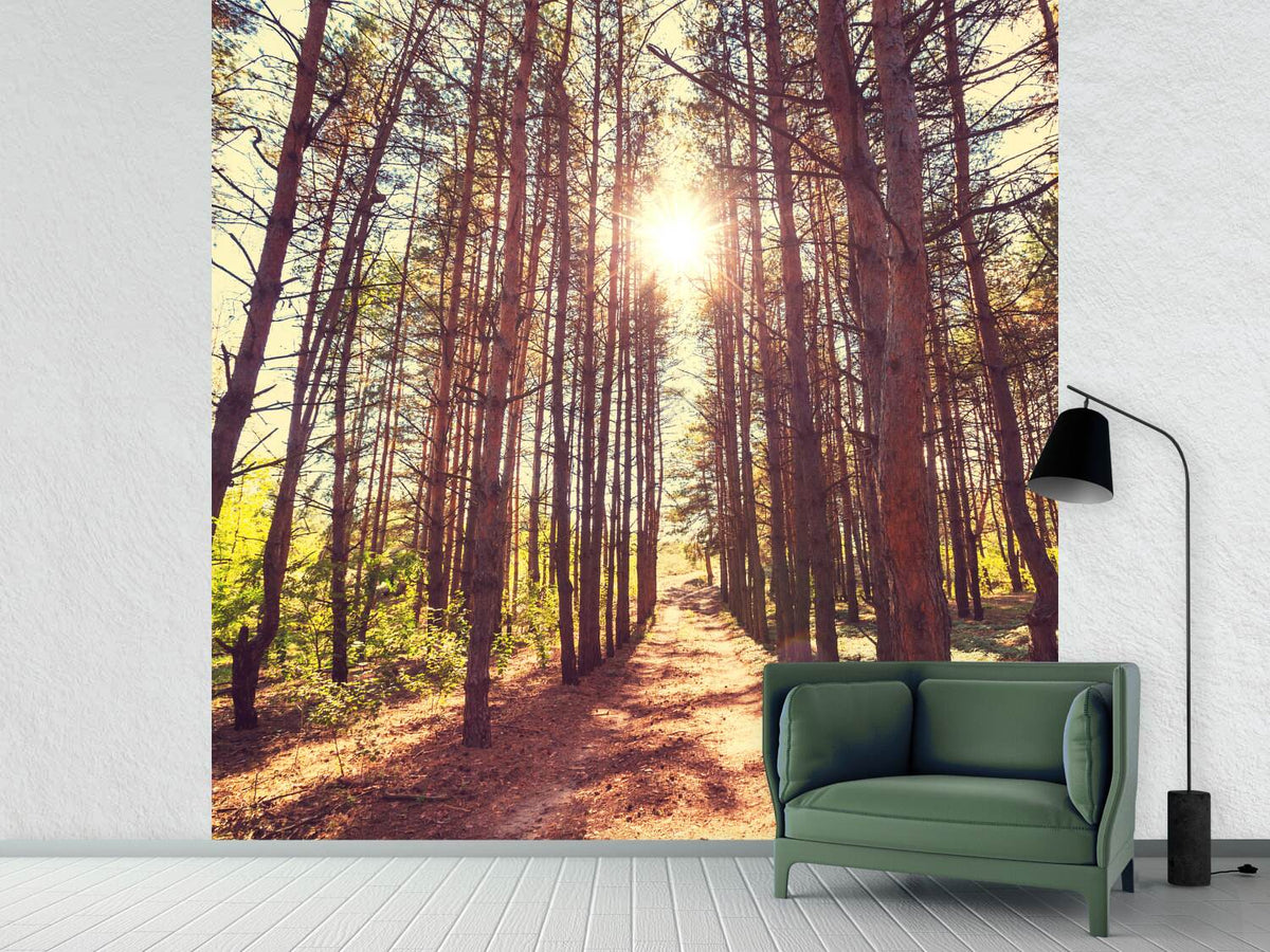 photo-wallpaper-light-at-the-end-of-the-forest-path