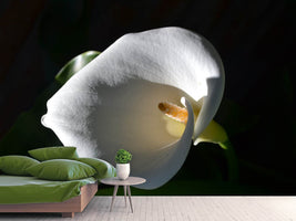 photo-wallpaper-wonderful-calla