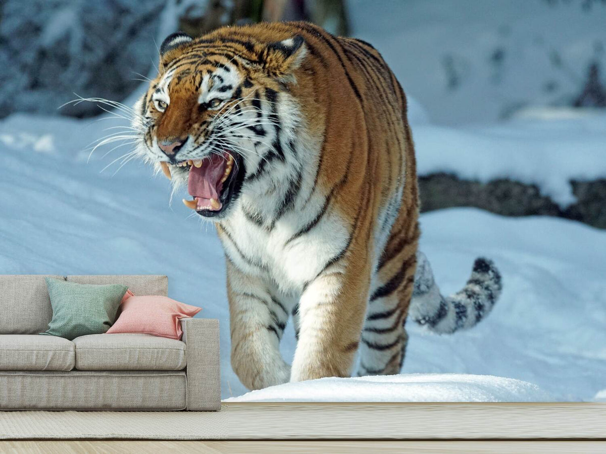 photo-wallpaper-tiger-in-the-snow