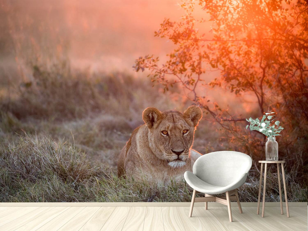 photo-wallpaper-sunset-lioness