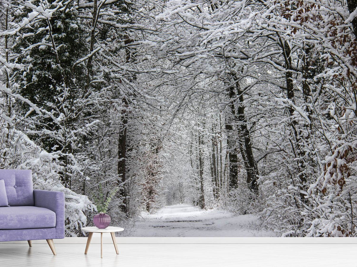 photo-wallpaper-enchanted-winter-forest