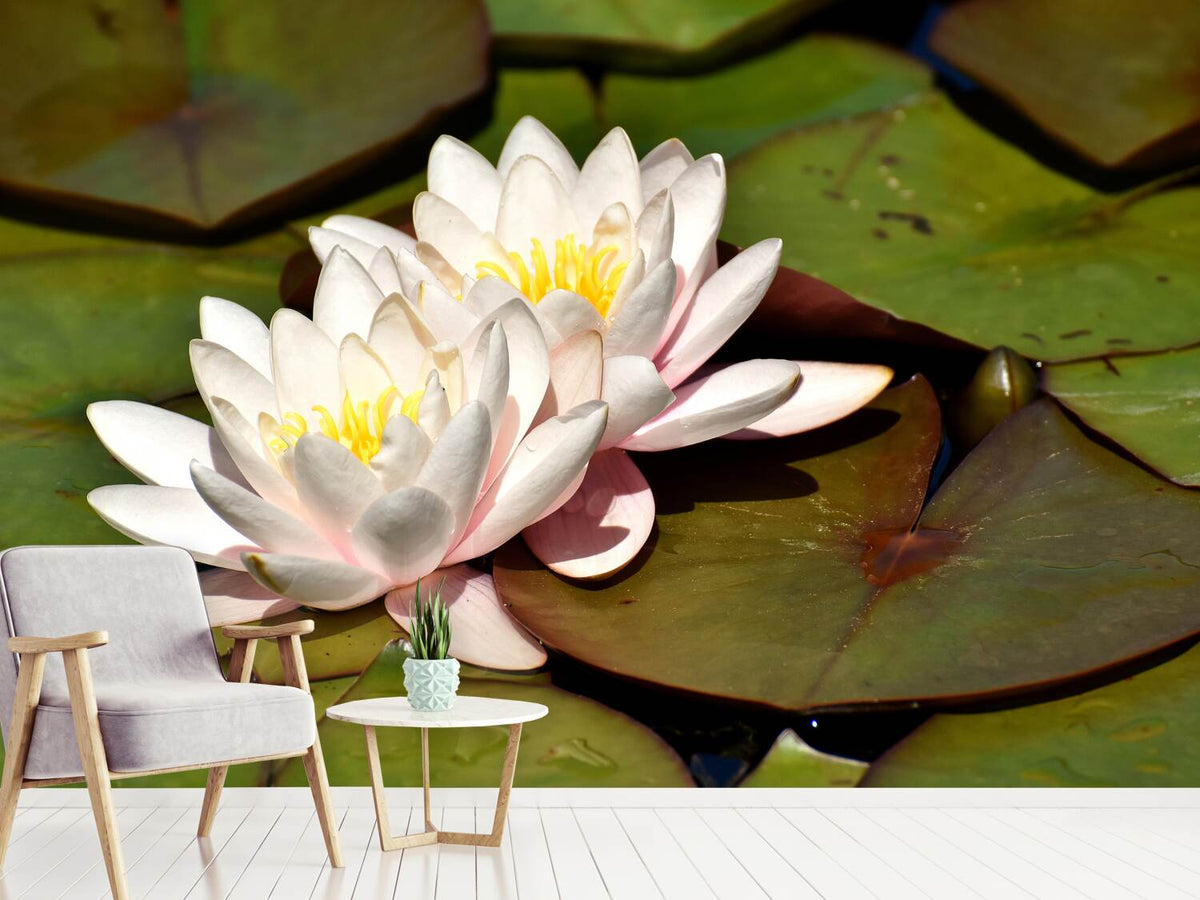 photo-wallpaper-water-lily-duo-in-white