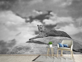 photo-wallpaper-leopard-on-a-kopje-x