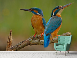 photo-wallpaper-kingfisher