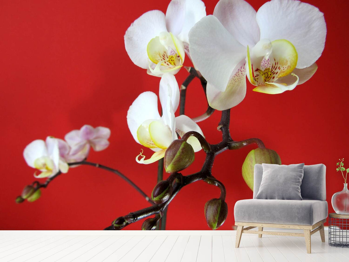 photo-wallpaper-white-orchids-on-red-wall