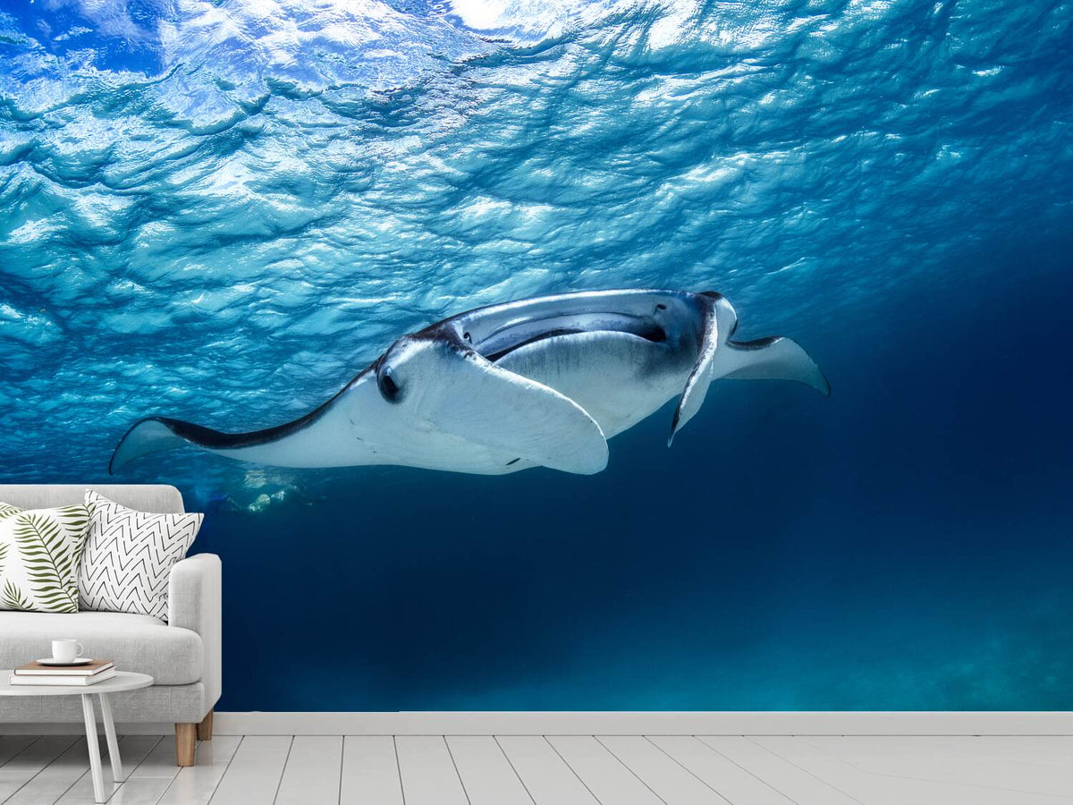 photo-wallpaper-manta-ray