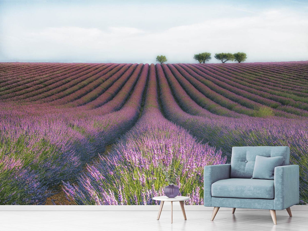 photo-wallpaper-velours-de-lavender