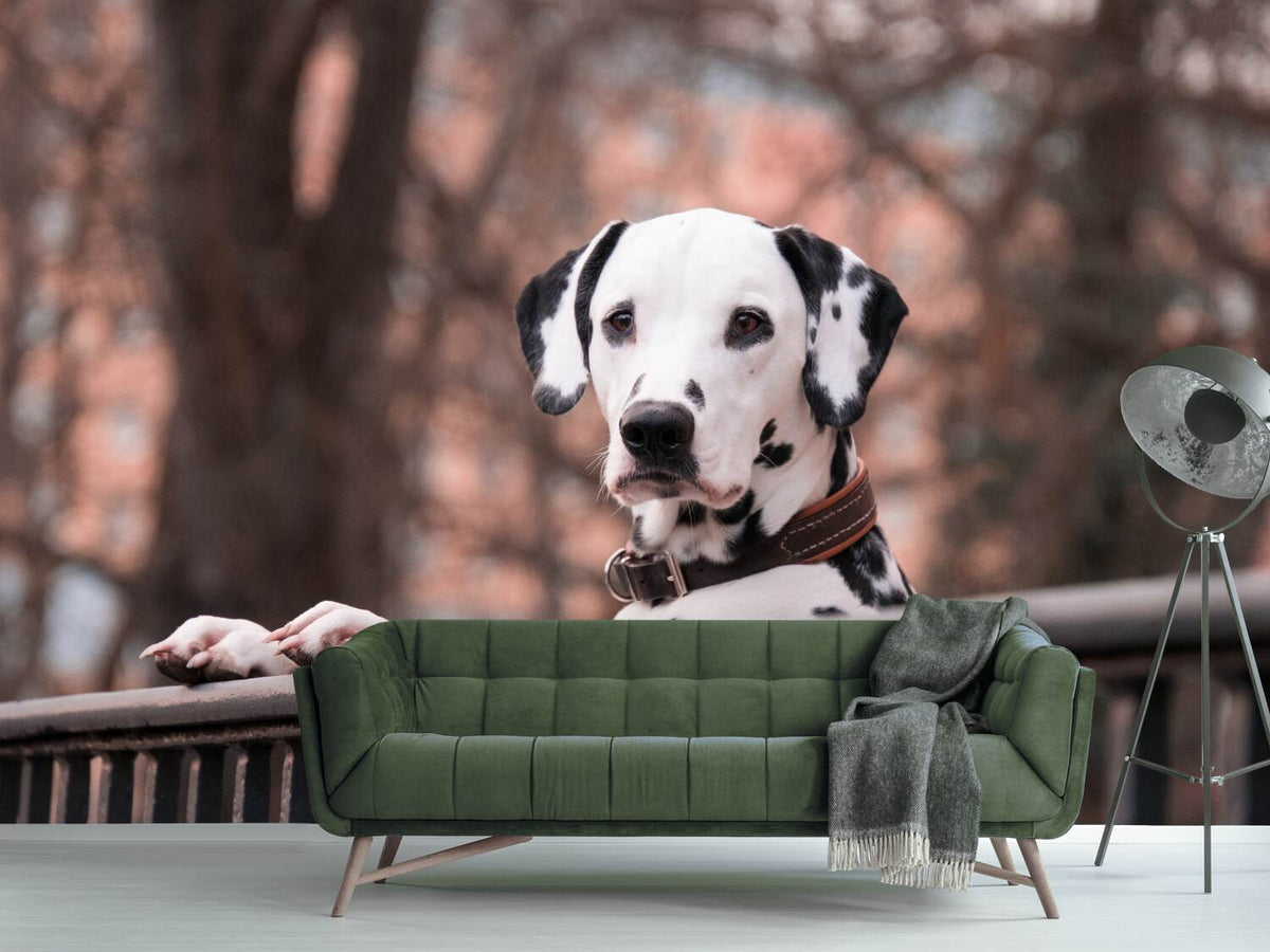 photo-wallpaper-watchful-dalmatian